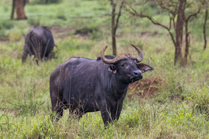 Rwanda, Parc national de l'Akagera, buffle noir des savanes (Syncerus caffer) dans la plaine