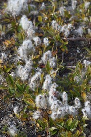 Groenland, cote ouest, Baie de North Star, Dundas (Thulé), fleur de la toundra