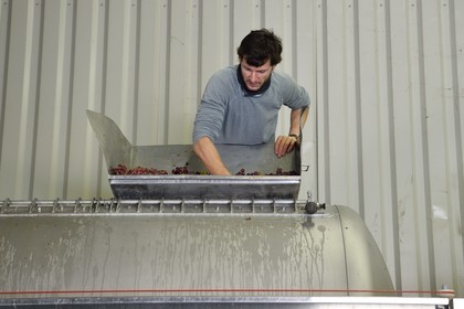 France, Haut Rhin, the Alsace Wine Route, Bergheim, Wine estate Marcel Deiss, Mathieu Deiss checking the grapes in the wine press
