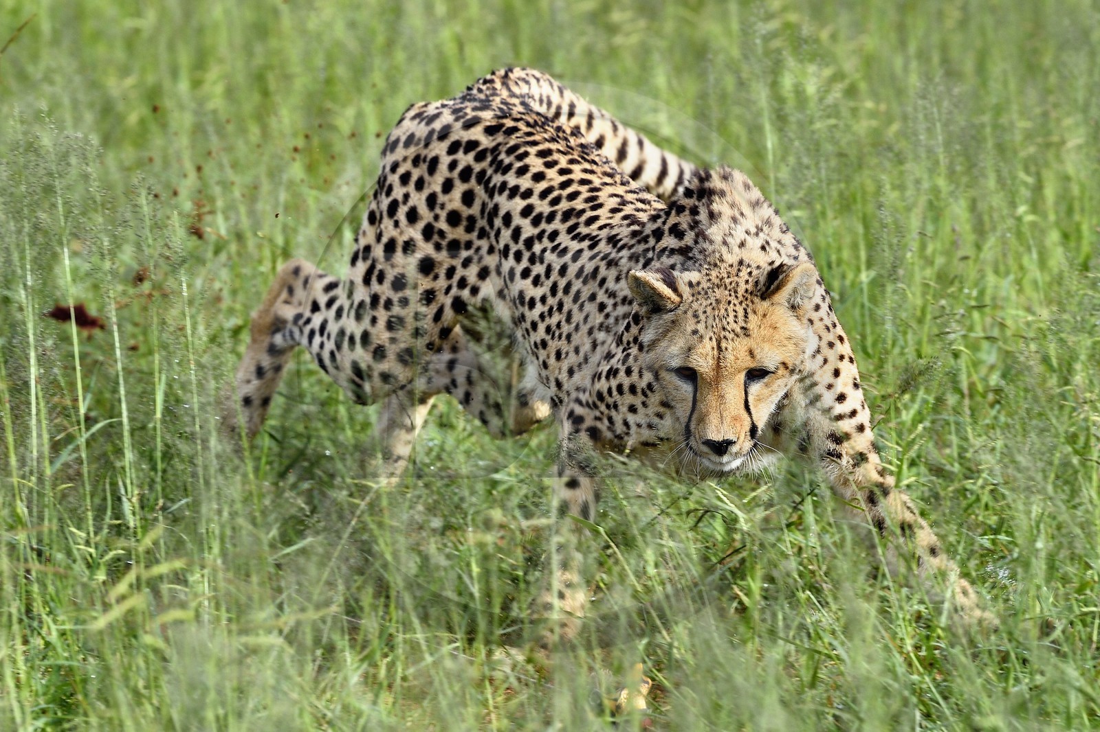 Namibie, Otjiwarongo, Cheetah Conservation Fund, centre de recherche et d'éducation, guépard (Acinonyx jubatus) entrainé à courir pour rester en forme et sain