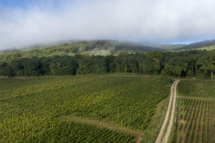 France, Côte-d'Or (21), Paysage culturel des climats de Bourgogne classés Patrimoine Mondial de l'UNESCO, Route des Grands Crus, vignoble de la Côte de Nuits à Gevrey-Chambertin sous les brumes du petit matin