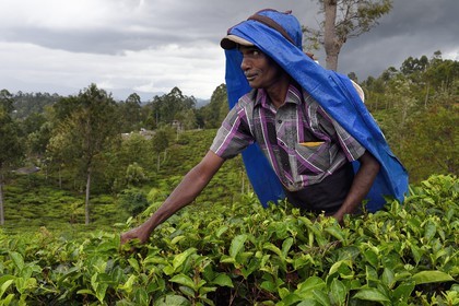 Sri Lanka, Uva Province, Bandarawela, picking tea leaves in a tea plantation