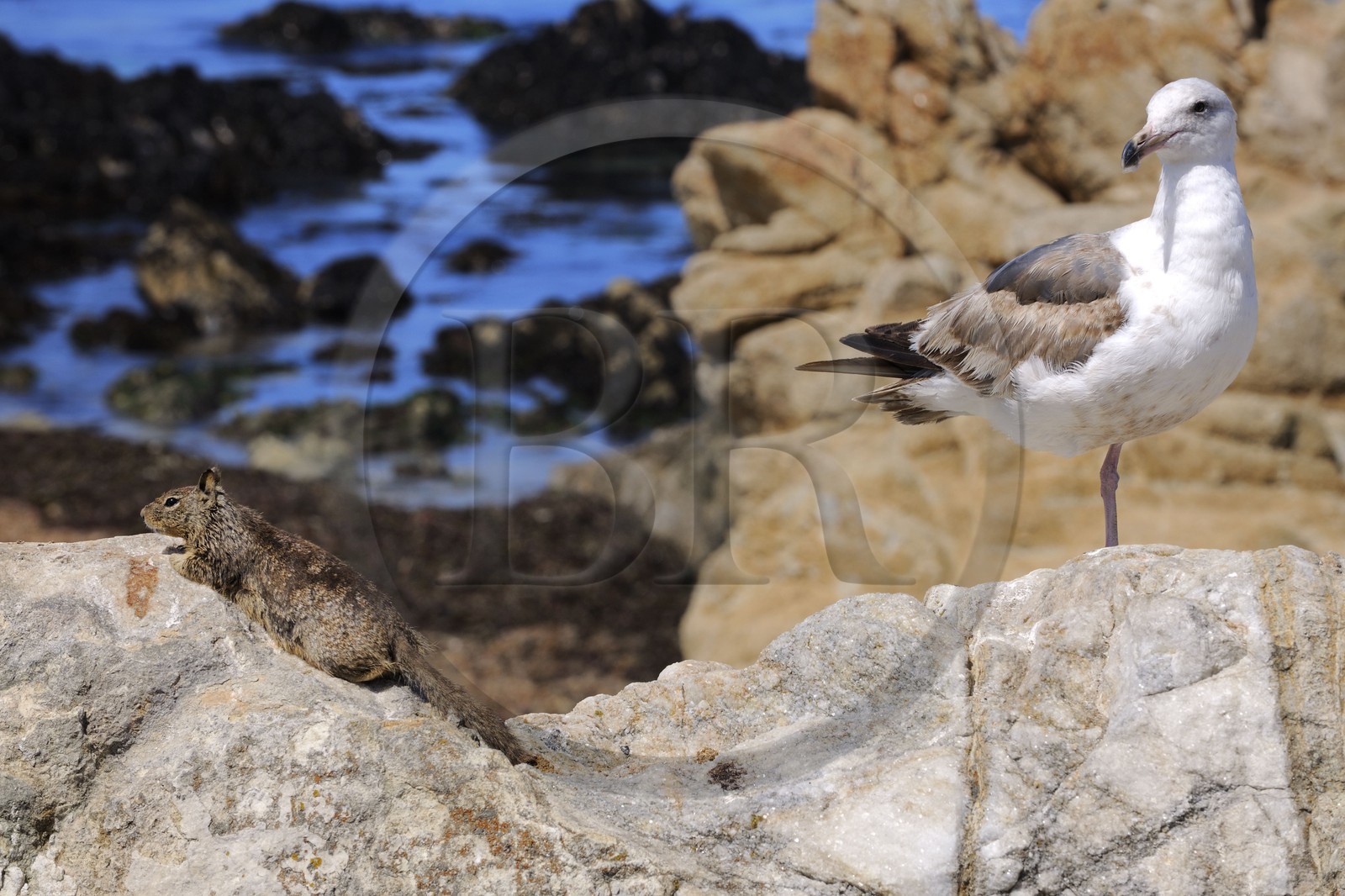 Etats-Unis, Californie, 17 mile drive, écureuil et mouette
