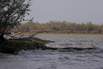 Tanzanie, Reserve de gibier de Selous une des plus grandes zones protégées au monde et inscrite sur la liste du patrimoine mondial de l’Unesco depuis 1982, crocodiles du Nil (Crocodylus niloticus) sur le lac Nzerakera formé par la rivière Rufiji