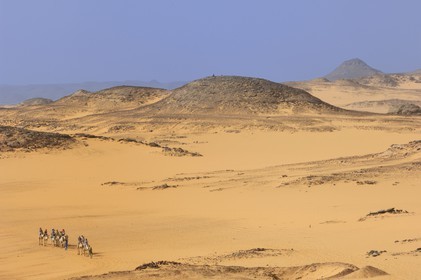 Egypt, Upper Egypt, Lake Nasser, Nubia desert, Wadi es-Sebua site or Valley of the Lions, camel caravan