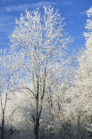 France, Bas Rhin, Saverne region, frosted trees