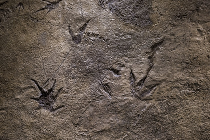 France, Aveyron (12), Millau, musée de Millau et des Grands Causses installé dans l'Hotel de Pegayrolles, empreintes de dinosaures