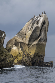 France, Finistère, Penmarch, Étocs archipelago, Great Cormorant (Phalacrocorax carbo) perched on a rock
