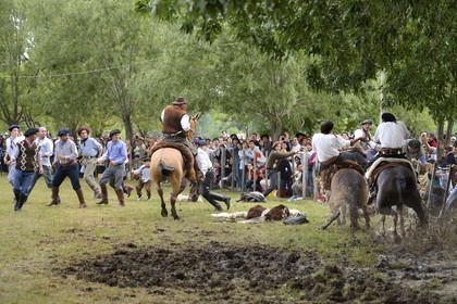 Argentina, Buenos Aires Province, San Antonio de Areco, Tradition Day festival (Dia de Tradicion), gauchos demonstrate their ability with horses at a rodeo called Jineteada gaucha