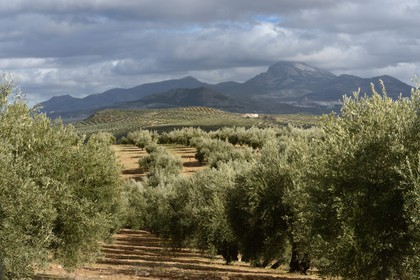 Spain, Andalusia, Jaén Province, olive groves south of Martos between Baena and Alcaudete, the Sierra Magina in the background