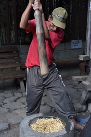 Philippines, Ifugao province, Banaue region, village of Cambulo, threshing rice with a pestle
