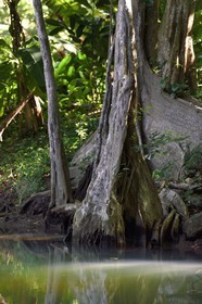 Caraïbes, Ile de la Dominique, Portsmouth, les rives de l'Indian River, sang-dragon (Pterocarpus officinalis)