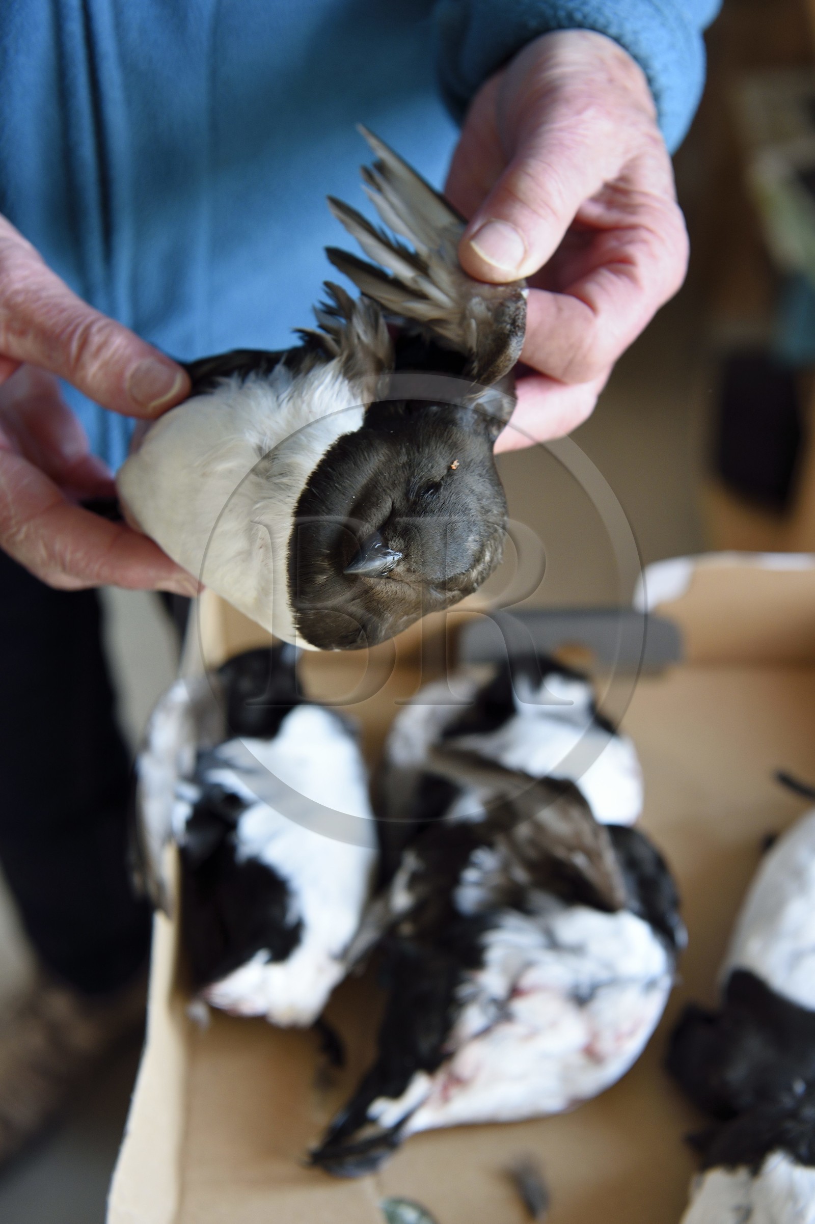 Groenland, cote Nord-Ouest, Siorapaluk, mergule nain (Alle alle) que mangent les inuits