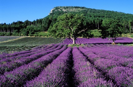 France, Drome, Vallee de l'Ennuye (l'Ennuye Valley), Lavender Field in Summertime