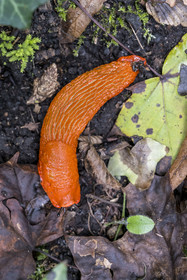 France, Côte-d'Or (21), Touillon, Grande Loche (Arion rufus) ou Grande limace orange