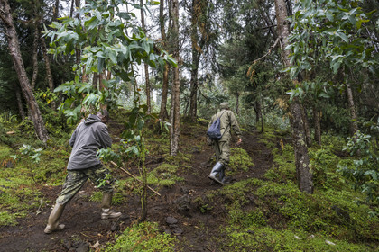 Rwanda, Province du Nord, District de Musanze (Ruhengeri), garde et pisteur du Parc sur les pentes volcaniques du mont Karisimbi dans les montagnes des Virunga en bordure du Parc national des Volcans où vivent les gorilles