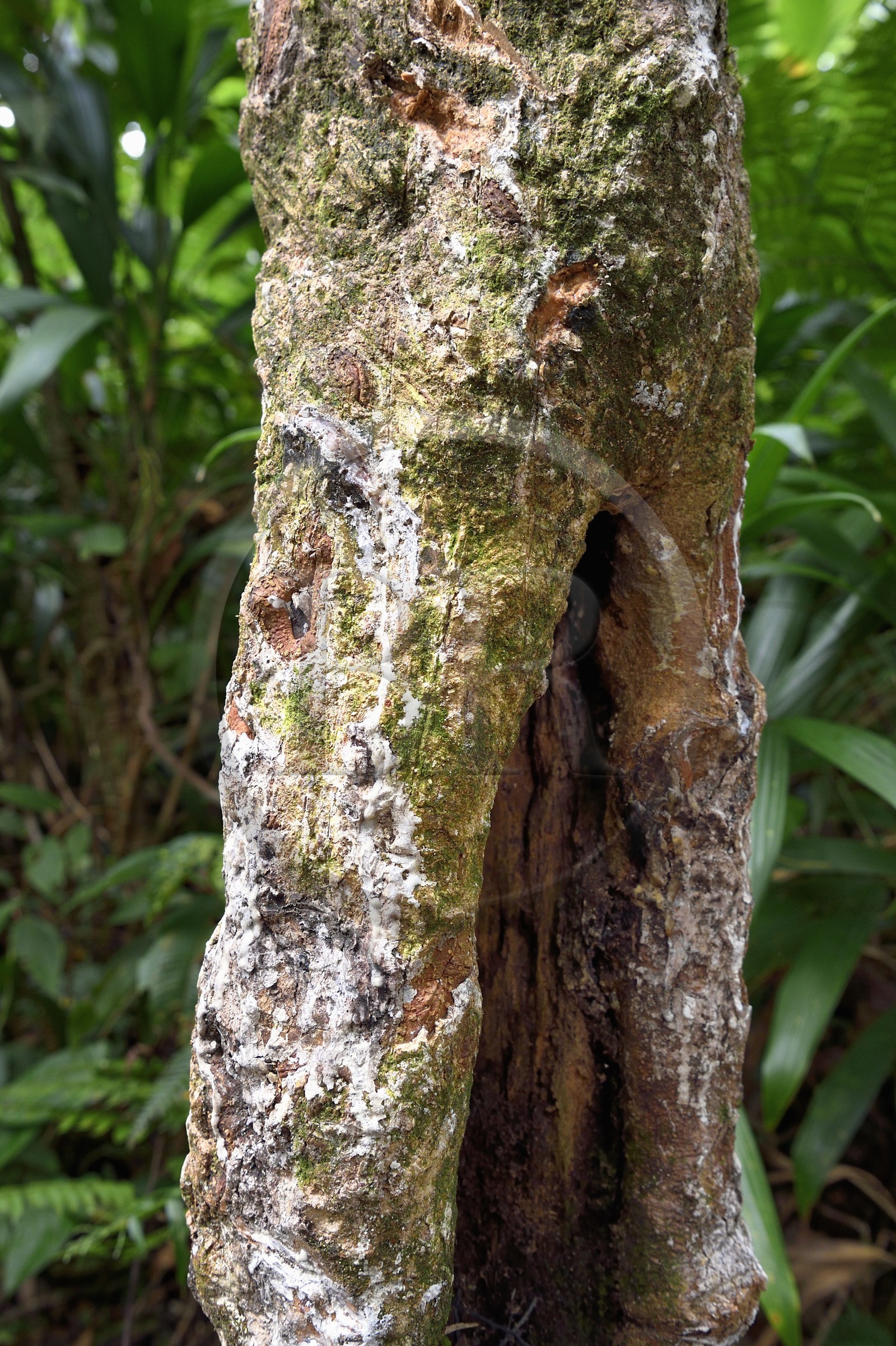 Caraïbes, Ile de la Dominique, Castle Bruce, Parc national du Morne Trois Pitons classé Patrimoine Mondial de l'UNESCO, sentier traversant la forêt tropicale et menant à la la Vallée de la Désolation puis au Boiling Lake, gommier ou caoutchouc (Ficus elastica)