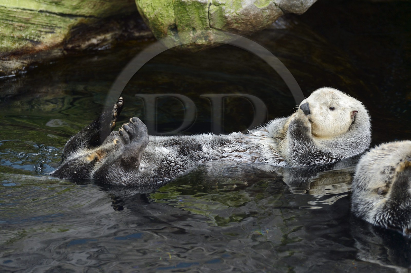 Portugal, Lisbonne, Parque das Nações (Parc des nations) construit pour l'exposition universelle de 1998, Oceanário (Oceanarium), loutre de mer (Enhydra lutris)