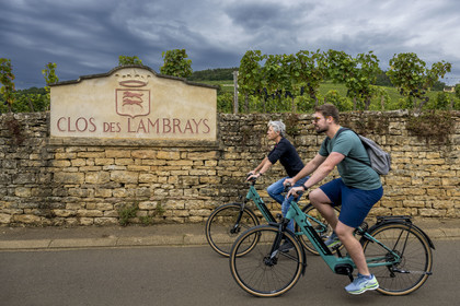 France, Cote d'Or, cultural Landscape of the climates of Burgundy listed as World Heritage by UNESCO, Route des Grands Crus (road of Vintage Wines), vineyard of the Côte de Nuits, Morey Saint Denis, cycle touring on the wine route
