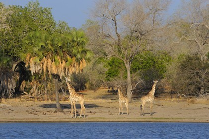 Tanzania, Selous Game Reserve is one of the largest fauna reserves of the world and designated a UNESCO World Heritage Site in 1982, giraffes (Giraffa camelopardalis) on the edge of a lake formed by the Rufiji River