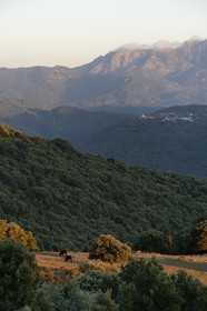 France, Corse du Sud, Alta Rocca, Fiumicicoli river valley and the village of Pantano in the background