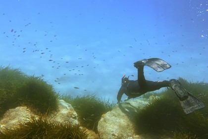 France, Var, Le Rayol Canadel sur Mer, Domaine du Rayol, Jardin des Mediterranees, Conservatoire du Littoral Estate compulsory mention, the marine path, snorkeling in the Posidonia herbarium