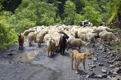 Georgia, Kakheti, Tusheti region, sheep transhumance on the track connecting Telavi to Omalo through the Abano Pass at 2826 metres