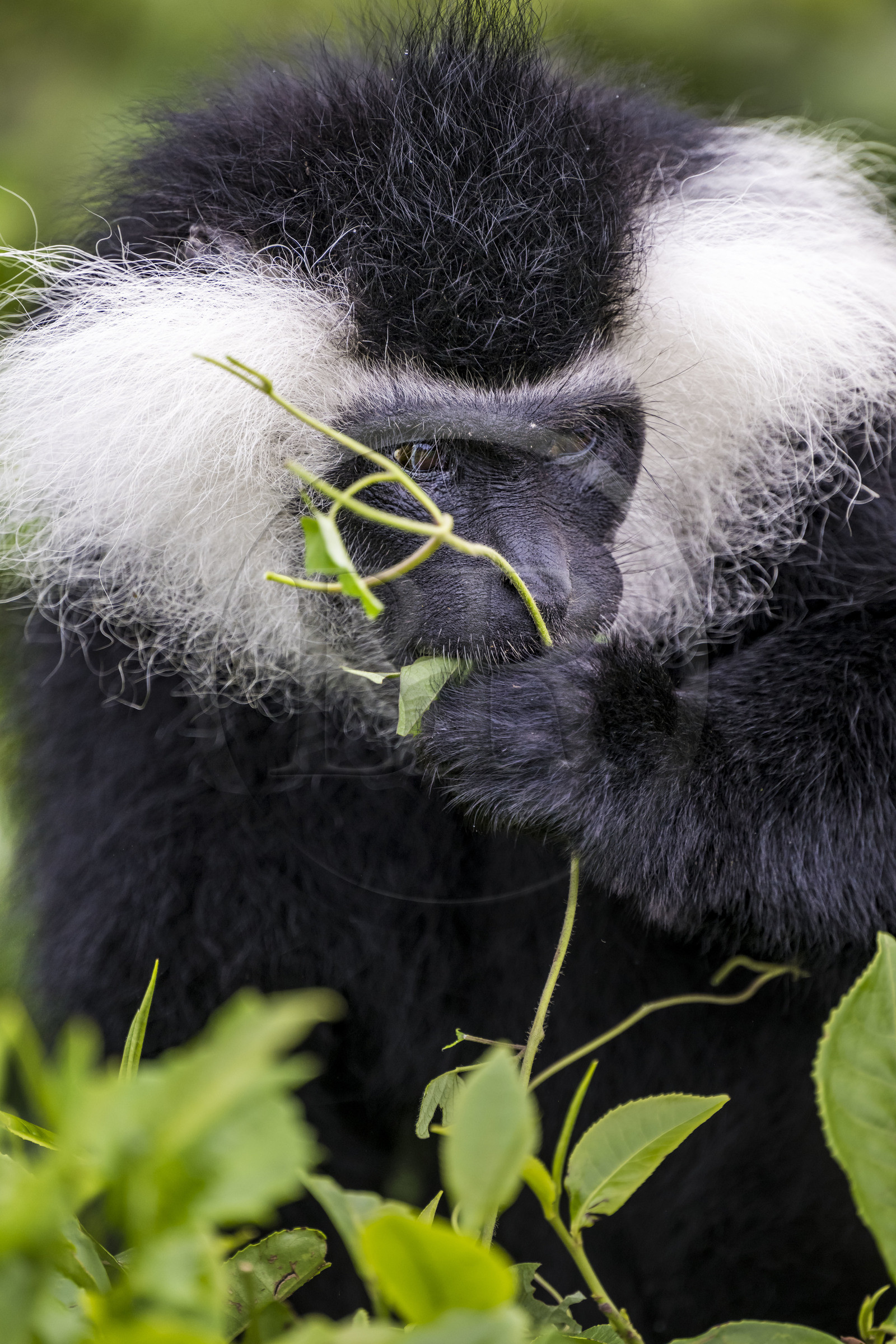 Rwanda, Province de l’Ouest, Gisakura, Parc national de Nyungwe, Colobe de Ruwenzori (Colobus angolensis ruwenzorii) dans une plantation de thédont il ne mange pas les feuilles