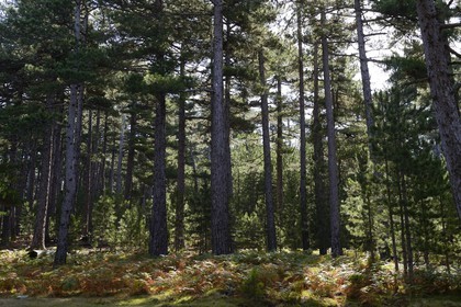 France, Corse-du-Sud (2A), Alta Rocca, Bavella, forêt de pins laricio (Pinus laricio)