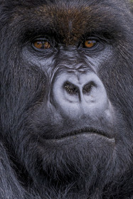 Rwanda, North Province, Volcanoes National Park in the chain of the Virunga Mountains, Mount Karisimbi, mountain gorilla (Gorilla beringei beringei), silverback named Impuzamahanga who is the dominant male of the Susa group