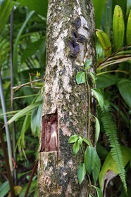 Caraïbes, Ile de la Dominique, Castle Bruce, Parc national du Morne Trois Pitons classé Patrimoine Mondial de l'UNESCO, sentier traversant la forêt tropicale et menant à la la Vallée de la Désolation puis au Boiling Lake, écorce connue sous le nom de Bois bandé (Richeria grandis), couramment utilisé en guise d'aphrodisiaque