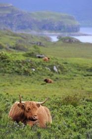 Royaume-Uni, Ecosse, Highland, Hébrides intérieures, Ile de Mull, vache de race Highland
