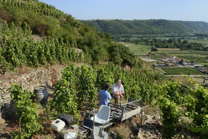 France, Rhone, Parc Naturel Regional du Pilat (Natural Regional Park of Pilat), Ampuis, Cote Rotie AOC vineyards from the Gilles Barge domain overlooking the Rhone Valley, rack and pinion monorail unique in France for the grape harvest on these extremely steep land