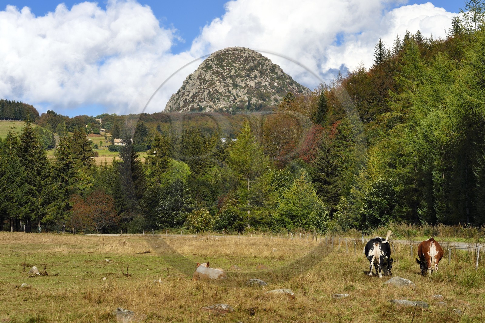 France, Ardèche (07), parc naturel régional des Monts d'Ardèche, Massif du Mézenc, troupeau de vaches dans un pré devant le Mont Gerbier-de-Jonc (suc de 1551 m) où la Loire trouve sa source