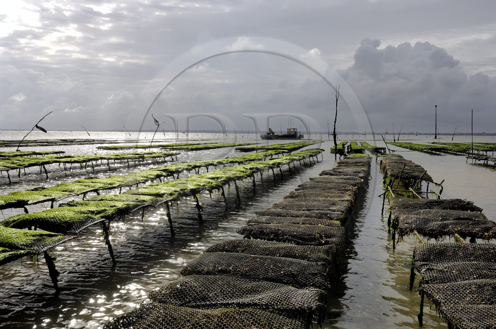 France, Charente-Maritime (17), le bassin Marrennes-Oléron au large de l'Ile d'Oléron, les parcs à huîtres
