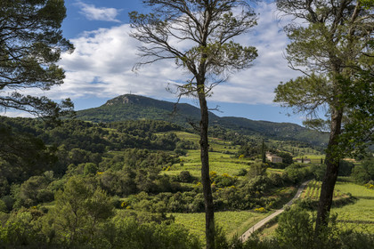 France, Vaucluse (84), Dentelles de Montmirail, le vignoble et la garrigue au pied du village perché de La Roque-Alric, le sommet de la crète de Saint Amand en arrière plan