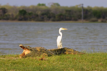 Tanzanie, Reserve de gibier de Selous une des plus grandes zones protégées au monde et inscrite sur la liste du patrimoine mondial de l’Unesco depuis 1982, crocodile du Nil (Crocodylus niloticus) et héron sur le lac Nzerakera formé par la rivière Rufiji