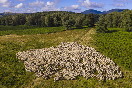 France, Puy de Dome, Parc Naturel Régional des Volcans d'Auvergne (regional nature park of Auvergne volcanoes), Chaine des Puys listed as World heritage by UNESCO, the two shepherdesses Ostiane and Charlotte keeping a flock of Rava sheep at the foot of the Puy de Dôme volcano (aerial view)