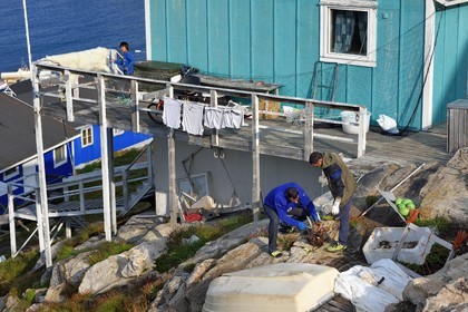 Groenland, cote ouest, baie de Baffin, Upernavik, chasseurs dépecant une tête de morse, la peau d'un ours polaire entrain de secher en arrière plan