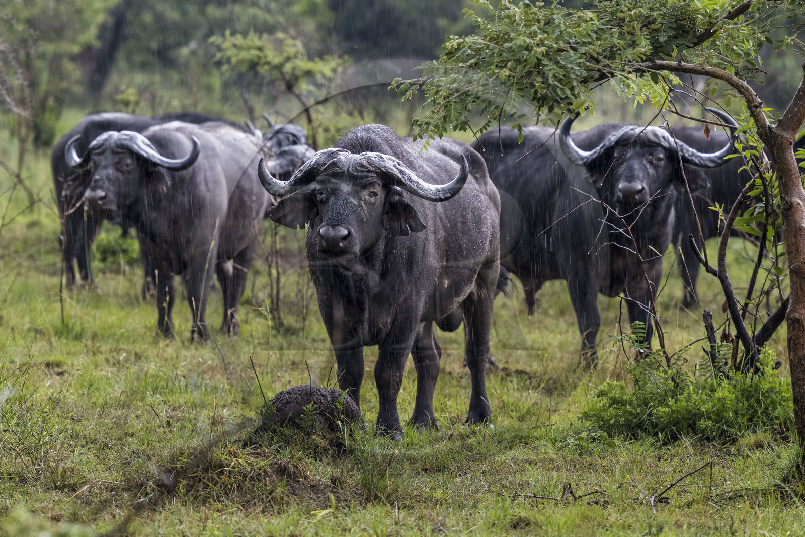 Rwanda, Parc national de l'Akagera, buffle noir des savanes (Syncerus caffer) sous la pluie