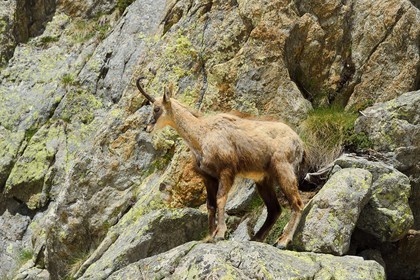 France, Alpes-Maritimes, national park of Mercantour, chamois (Rupicapra rupicapra) in the Madone de Fenestre valley