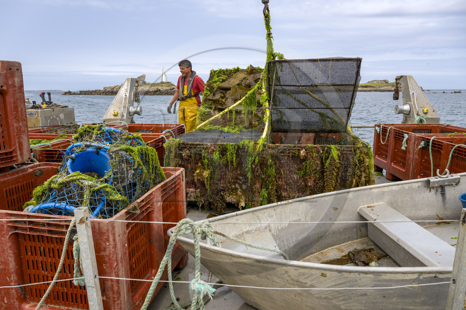 France, Finistère (29), Pays des Abers, estuaire de l'Aber Wrac'h, France haliotis élève des ormeaux en pleine mer et les nourrit exclusivement avec des algues récoltées localement à la main