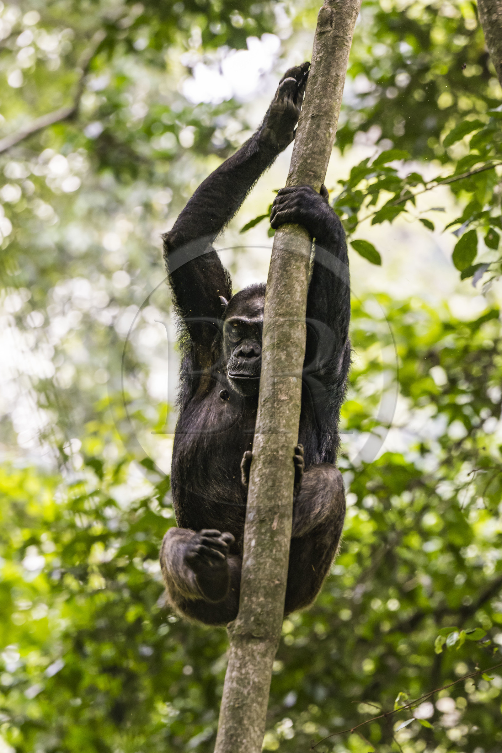 Rwanda, Province de l’Ouest, Nyakabuye, Parc national de Nyungwe, forêt tropicale humide naturelle de Cyamudongo, Chimpanzé commun (Pan Troglodytes) femelle