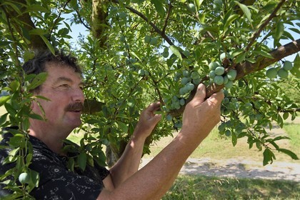 France, Meuse (55), Parc régional de Lorraine, Cotes de Meuse, Combres-sous-les-cotes, Domaine de Muzy, Jean-Marc Liénard évalue le potentiel de production des mirabelles encore vertes