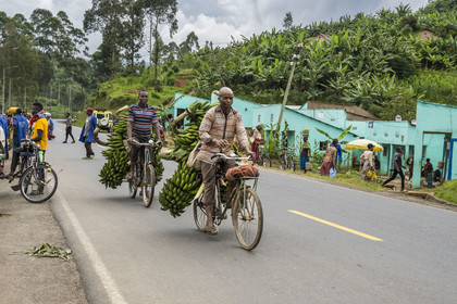 Rwanda, Province du Nord, District de Musanze (Ruhengeri), jour de marché à Muryabazira sur la Route Nationale 4 entre Kigali et Ruhengori, transport de bananes sur une bicyclette, les bicyclettes sont le principal moyen de transport local