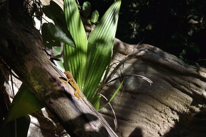 Caribbean, Dominica Island, Portsmouth, the banks of the Indian River, Dominica endemic anole tree lizard or Zanndoli (Anolis oculatus) on a tropical undergrowth trunk