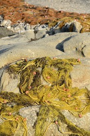 Greece, Cyclades islands, Mykonos island, village of Platis Gialos, fishing net