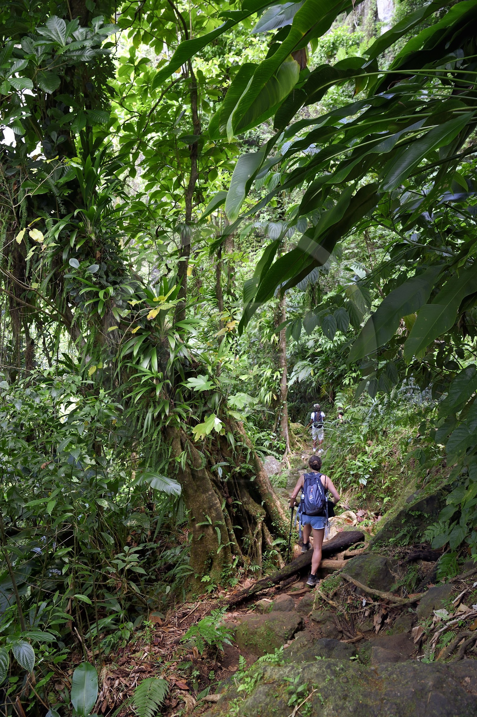 Caraïbes, Ile de la Dominique, Parc national du Morne Trois Pitons classé Patrimoine Mondial de l'UNESCO, randonnée au cœur de la forêt tropicale menant à la cascade des Middleham Falls, sentier de randonnée Waitukubuli qui traverse l’ile