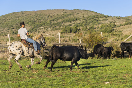 France, Herault, the Causses and the Cevennes, Mediterranean agro pastoral cultural landscape, listed as World Heritage by UNESCO, La Vacquerie et Saint Martin de Castries, the Mas de Cisco ranch, Julian and his brother Charlie Amposta practice herding the cows