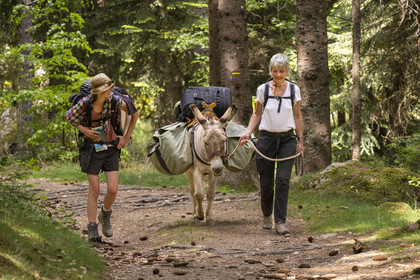 France, Lozere, Saint-Flour-de-Mercoire, Margeride forests, hiking with a donkey on the Stevenson trail (GR 70) and on the trail of Las fados (fairy in Occitan)